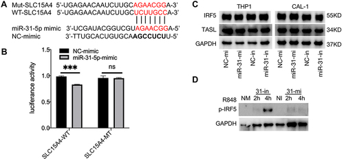 Figure 3 miR-31-5p directly targets SLC15A4 and negatively regulates the IRF5 pathway. (A) Sequence alignment of miR-31-5p and its putative binding sites in the 3′UTR of SLC15A4. Mutations of the miR-31-5p target sites are indicated on top. (B) Luciferase activity in HEK-293 cells transfected with SLC15A4-WT or SLC15A4-MT, cotransfected with mimics control (NC-mimic) or miR-31-5p-mimics (miR-31-5p-mimic). Error bars represent the SEM. Student’s t-test, ns p > 0.05 and ***p < 0.001. (C) THP-1 and CAL-1 cells were transfected with negative controls (NC-mi and NC-in), miR-31-5p mimics (miR-31-mi) or miR-31-5p inhibitor (miR-31-in), respectively, and then stimulated with R848 (5µg/mL) for 24h. Whole-cell lysates were prepared, and Western blot was performed for TASL, IRF5 and GAPDH. (D) CAL-1 cells were transfected with negative controls (NC-mimics and NC-inhibitor, NM and NI), miR-31-5p mimics (31-mi) or miR-31-5p inhibitor (31-in) and stimulated with R848 (5µg/mL) for 2h and 4h respectively. Whole-cell lysates were prepared and Western blot was performed for p-IRF5 and GAPDH.