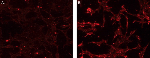 Figure 11. Fluorescence microscopy showing internalization of rhodamine-PE-labeled-TATp-containing micelles by NIH 3T3 fibroblast cells after preincubating micelles at pH 8.0 (A) and pH 5.0 (B)* for 30 min. *The pH of these formulations was raised back to pH 7.4 after their incubation at pH 5.0 and prior to incubation with cell. Modified from Sawant et al. (Citation2006).