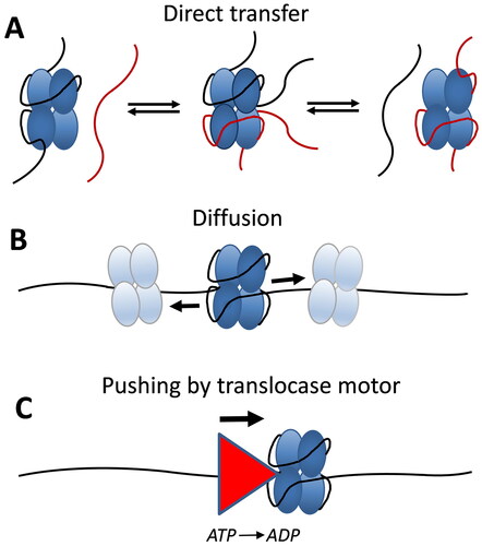 Figure 2. E. coli SSB tetramers are dynamic on ssDNA. (A) EcSSB tetramers can undergo direct transfer (intersegment transfer) of ssDNA molecules through an intermediate where both the donor and recipient ssDNA molecules are bound simultaneously to a single SSB tetramer. (B) SSB tetramers can diffuse along ssDNA via a sliding or reptation mechanism, disrupting DNA secondary structure and facilitating access to ssDNA by other genome maintenance proteins. (C) SSB tetramers can be pushed uni-directionally along ssDNA by an ATP-dependent ssDNA translocase without requiring a specific interaction between SSB and the translocase, allowing reorganization or clearance of SSB on ssDNA.