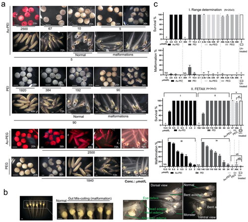 Figure 4. Range determination experiment. Top left corner: Temporal morphology Xenopus laevis embryo after treatment with serially diluted Au-PEI25kB, PEI alone, Au-PEG5k-OMe, PEG alone, and no treatment. (a) The Au-PEG5k-OMe 96 h post-fertilization (hpf) panel shows the embryos at stage 45, prior to anesthesia/euthanasia/fixation, which were washed once with 1x FETAX medium, and subsequently anesthetized to evaluate hemorrhage. Note the lighter wine color of the medium after transferring the embryos to the null-FETAX medium (+MS222). All scale bars: 1 mm. (b) Examples of malformations, including eye defects, bent axes, edema (head, heart, and abdomen), miscoiled intestines (with a spectrum of mild to severe cases), and monsters (with no clear head or axis structure). The malformations shown are the counted features in c (also in Table 2). All scale bars: 1 mm. (c) Concentration-dependent survival and malformation rates. The values indicate the mean and standard deviation. (I) Range-determining test (96 hpf) results obtained using 20 embryos per group, and the tests were repeated three times. Notably, no survival was observed at 13 and 384 µmol/L of Au-PEI and PEI, respectively. (II) Definitive FETAX results. One-way ANOVA (nonparametric Kruskal–Wallis test) test. (i) p = 0.0049, (ii) p = 0.0032, (iii) p < 0.0001, and (iv) p < 0.0001. Kolmogorov–Smirnov test (t-test; nonparametric) for (v) p > 0.99, (vi) p = 0.10, (vii) p > 0.99, (viii) p = 0.10 significant (alpha = 0.05)? Kolmogorov–Smirnov results: (v) D = 0.33, (vi) D = 1.00, (vii) D = 0.33, and (viii) D = 1.00. None of the results are significant at the p < 0.05 level.