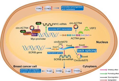 Figure 4. CircRNAs as transcription regulators in breast cancer. by upregulating MYC mRNA transcription, circACTN4 facilitates CDK4 and CCND2 expression; circScrib570 regulates expression of E-cadherin, N-cadherin, and vimentin, resulting in elevated cancer cell proliferation, migration, and invasion. CDK4, cyclin dependent kinase 4; CCND2, cyclin D2; E-cad, E-cadherin; FIR, FBP-interacting repressor; FUSE, far upstream element; SCRIB, scribble planar cell polarity protein; USF2, upstream stimulatory factor 2.