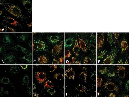 FIGURE 4. Mitochondrial alterations after cryopreservation and after 1 h of re-culture.Porcine aortic endothelial cell monolayers on glass coverslips were stained with the mitochondrial dyes MitoTracker green (green, binds covalently to mitochondrial proteins) and TMRM (red, leaks out after loss of mitochondrial membrane potential; A: control cells). Afterwards, cells were cryopreserved at a cooling rate of −0.1°C/min in cell culture medium (M 199; B, F), solution 1 (chloride-rich; C, G), solution 2 (chloride-poor, balanced Na+/K+; D, H), or solution 3 (chloride-poor, potassium-rich; E, I), all supplemented with 10% DMSO. After rapid thawing (B-E) and 1 h re-culture in cell culture medium (F-I), confocal fluorescence micrographs were taken (original maginification 630x).