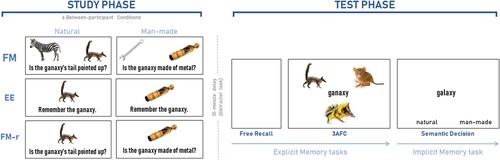 Figure 1. Experimental procedure for all three experiments. The study phase consisted of six between-participant conditions: Experiment 1 tested conditions FM (fast mapping) and EE (explicit encoding) with natural stimuli, Experiment 2 tested conditions FM, EE and FM-r (FM without referent) with both natural and man-made stimuli, and Experiment 3 tested only the FM condition with both natural and man-made stimuli, and varied the typicality of the referents within-participant. Assignment of stimuli to condition was counterbalanced across participants within each experiment. In FM and FM-r study conditions, names were to be incidentally associated with the unknown pictures. Key prompts for “yes”/“no” were displayed at the bottom of the screen on respective sides, which have been omitted from the figure for simplicity. In the EE study condition, participants were instructed to learn the unknown object’s name. The study phase was followed by a 6–10 min delay task, and then the test phase. The test phase was identical across conditions and experiments, and involved two explicit memory tasks, followed by an implicit memory test. The explicit tests started with free recall of the new names, and then a three Alternative Force Choice (3AFC) test containing three possible pictures. In the implicit test, participants made a speeded, semantic category judgement about hermit words, half of which had studied neighbours and the other half did not (key prompts were displayed at the bottom of the screen, counterbalanced across participants). For more information, see main text.