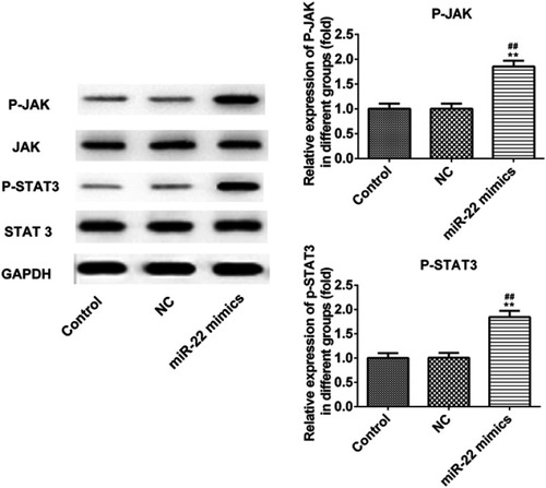 Figure 7 MiR-22 overexpression promotes the viability and inhibits apoptosis of INS-1E cells through JAK/STAT signaling pathway. **P<0.01 vs control group. ##P<0.01 vs NC group.
