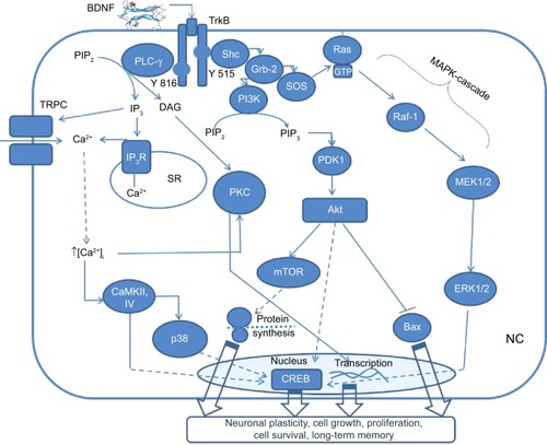 Figure 1 A general scheme, illustrating BDNF-TrkB signaling through three main pathways in the neuronal cell (NC).Notes: PLCγ pathway results in activation of neuronal plasticity and long-term memory formation via PKC, TRPC, and transcriptional factor CREB. Also PLCγ activates inositol trisphosphate receptor (IP3R) via IP3 to release intracellular calcium (Ca2+) from sarcoplasmatic reticulum (SR). PI3K-Akt pathway activates CREB and causes further downstream activation of mTOR, which stimulates protein synthesis in neuronal dendrites leading to cell growth, proliferation, and synaptic plasticity. Also, PI3K-Akt pathway blocks Bax protein causing antiapoptotic action. Mitogen-activated protein kinases (MAPK) cascade results in activation of transcriptional factor CREB with further stimulation of cell growth, differentiation, protection, releasing of neurotransmitters, and memory formation.Abbreviations: BDNF, brain-derived neurotrophic factor; TrkB, tropomyosin receptor kinase B; PLCγ, phospholipase Cγ; PKC, protein-kinase C; TRPC, transient receptors potential channels; CREB, cyclic adenosine monophosphate response element-binding protein; Shc, Src-homology 2 domain containing transforming protein; Grb-2, growth factor receptor-binding protein 2; IP3, inositol triphosphate; PIP2, phosphatidylinositol 4,5-biphosphate; DAG, diacylglycerol; CaMKII, Ca2+/calmodulin-dependent protein kinase 2; PI3K, phosphoinositide 3-kinase; PKB, protein kinase B; PDK1, phosphoinositide-dependent kinase-1; Bax, B-cell lymphoma 2 associated X protein; mTOR, mammalian target of rapamycin; SOS, son of sevenless; Ras, rat sarcoma; GTP, guanosine triphosphate; B-Raf, rapid accelerated fibrosarcoma B; ERK, extracellular signal-regulated kinases.