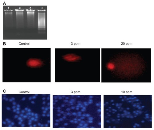 Figure 6 Genotoxic activity of chitosan-stabilized silver nanoparticles (CS-AgNPs) on mouse macrophage RAW264.7 cells: (A) DNA fragmentation of macrophages treated with different concentrations of CS-AgNPs for 6 hours – DNA was isolated from untreated (lane 1), chitosan (lane 2), and CS-AgNP-treated (3 and 10 ppm, lanes 3 and 4, respectively) macrophages and electrophoresed on agarose gel; (B) comet analysis – control and CS-AgNP-treated (3 and 20 ppm) macrophages stained with propidium iodide (4 μg/mL); (C) DAPI (4, 6-diamidino-2-phenylindole) staining of control and CS-AgNP-treated (3 and 10 ppm) macrophages.