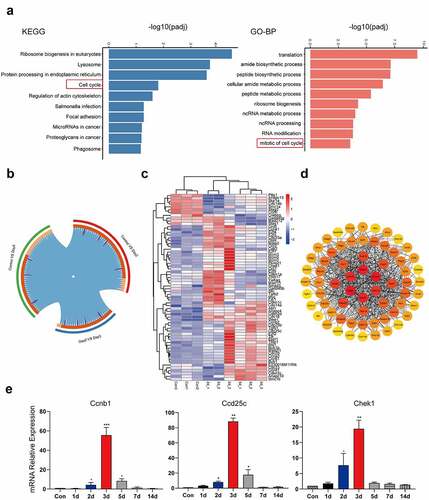 Figure 2. The cell cycle pathway was activated in liver injury. The top 10 up-regulated signaling pathways in the Con and CCl4 group in KEGG enrichment and GO enrichment; (b) Circos overlap analysis of differentially expressed genes; (c) Heatmaps of differentially expressed genes related to the cell cycle signaling pathway. The abscissa represents the sample name and the clustering results of the samples, and the ordinate represents the differential genes and the clustering results of the genes. Different columns in the figure represent different samples, and different rows represent different genes. The color represents the gene expression level log2 in the sample; (d) Module in protein–protein interaction network of cell cycle-related genes; (e) The mRNA expression of Ccnb1, Cdc25c and Chk1 was detected using qPCR and β-actin was used as a loading control at different time points after injury (1d, 2d, 3d, 5d, 7d, 14d) (n = 5). Sequenced samples were divided into the Con group, 2d injury group and 5d injury group (n = 3 in each group), and P < 0.05 was used as the significance criterion for differential gene expression. The data are presented as the mean ± SD of three independent experiments. *P < 0.05, **P < 0.01.