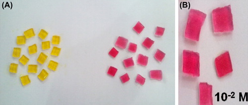 Figure 1. (A) Comparison of color of gelatin blocks (Before and after the reaction) (B) Leukemic Blood Sample.