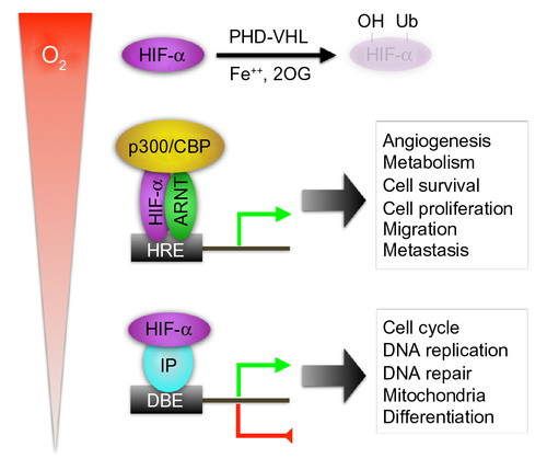 Figure 1 Hypoxia-inducible factor alpha (HIF-α) regulation and mechanisms of action.