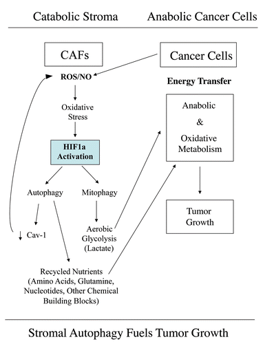 Figure 15 Autophagic cancer associated fibroblasts promote tumor growth, via the paracrine production of recycled nutrients. Previously, we demonstrated that cancer cells induce oxidative stress in adjacent fibroblasts, thereby conferring an autophagic cancer associated fibroblast (CAF) phenotype. This results in the autophagic destruction of of caveolae (Cav-1) and mitochondria, which produces recycled nutrients via aerobic glycolycis (such as lactate) that can then be transferred to cancer cells, to stimulate tumorigenesis, via oxidative phosphorylation (“the reverse Warburg effect”). Similarly, loss of stromal Cav-1 is sufficient to promote more oxidative stress, via increased NO production and the resulting mitochondrial dysfunction.Citation13,Citation15 Here, we show that we can mimic this process simply by overexpressing activated HIF1a (highlighted in blue) in the stromal fibroblast compartment. Similar results were obtained with NFκB-activation, which also is sufficient to drive the induction of autophagy/mitophagy. Thus, we suggest that catabolism in the fibroblasts “fuels” the anabolic growth of adjacent epithelial cancer cells, via “recycled” nutrients. ROS, reactive oxygen species; NO, nitric oxide.