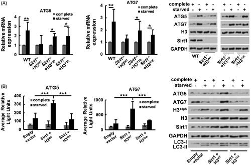 Figure 5. Sirt1-H3T3ph axis facilitates osteosarcoma cell autophagy through activating ATG genes transcription. (A) WT or Sirt1−/− MG-63 cells were co-transfected with H3WT, H3T3D, or H3T3E. Followed by growth at different medium, the mRNA and protein expressions of ATG5 and ATG7 were tested by qRT-PCR and Western blotting, respectively. (B) MG-63 cells were co-transfected with Sirt1, H3WT or H3T3A-expressing plasmids and luciferase reporter plasmids that contain the promoter region of ATG5 and ATG7. Followed by growth at different medium, the transcriptional activities of ATG5 and ATG7 genes were recorded by average relative light unit using the Turner Designs Luminometer. The ATG5, ATG7, H3T3ph, H3, Sirt1, LC3-I and LC3-II levels were tested by Western blotting. N = 3. *p˂.05, **p˂.01 or ***p˂.001.