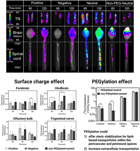 Figure 3 Surface charge and PEGylation effects on nose-to-brain delivery. In-vivo liposome distribution and the surface charge effect on the distribution after intranasal administration were investigated through fluorescence and [3H]-cholesterol radioactivity analysis. The statistical analysis of the surface charge effect was assessed through one-way ANOVA analysis, followed by Tukey’s post hoc test (*P < 0.05 and **P < 0.01). Conversely, the Student’s t-test was performed for the PEGylation effect (**P < 0.01). Reprinted from J Cont Rel. Volume 344, Kurano T, Kanazawa T, Ooba A, et al. Nose-to-brain/spinal cord delivery kinetics of liposomes with different surface properties. 225–234. Copyright 2022, with permission from Elsevier.Citation63