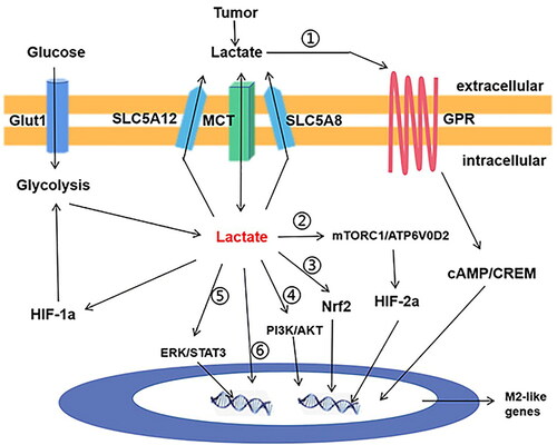 Figure 2. The signaling transduction function of lactic acid in macrophage in cancer. i. Lactic acid activates cAMP and CREM through GPR on the cell membrane. ii. Lactic acid activates mTORC1/ATP6V0D2 pathway and expression of HIF2a; iii. lactic acid activates the expression of transcription factor Nrf2; iv. Lactic acid activates PI3K/ Akt pathway; v. Lactic acid activates the ERK/STAT3 pathway; vi. lactic acid enters the nucleus, binds to histone lysine residues, and directly activates the expression of M2-like genes.