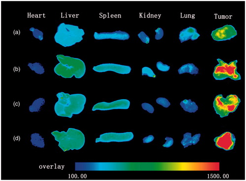 Figure 8. Fluorescence imaging of major organs and tumour taken from tumour-bearing mice after 48 h post-injection of DiR-NLC (a), AR-DiR-NLC (b), 10% PAR-DiR-NLC (c) and 10% PSAR-DiR-NLC (d), respectively.