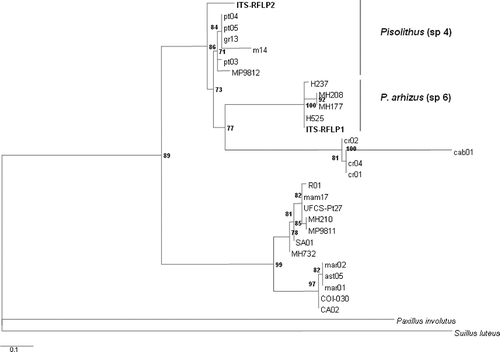 Figure 1. Maxkimum likelihood phylogenetic tree of Pisolithus species based on ITS sequences. Paxillus involutus and Suillus luteus were used as an outgroup. Bootstrap values calculated (using phyML) are shown at tree nodes, only for values over 70%.