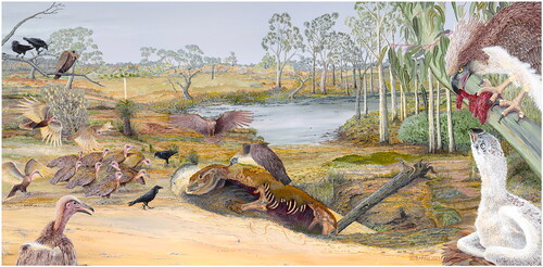 Fig. 10. A reconstruction of a flock of Cryptogyps lacertosus (left side) and several individuals of Dynatoaetus pachyosteus (right side) feeding on a carcass of Diprotodon optatum in the Late Pleistocene Naracoorte landscape. Artwork by John Barrie.