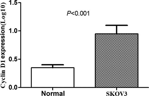 Figure 5. Expressions of CCND1 gene in normal ovarian epithelial cells and SKOV3 ovarian cancer cells