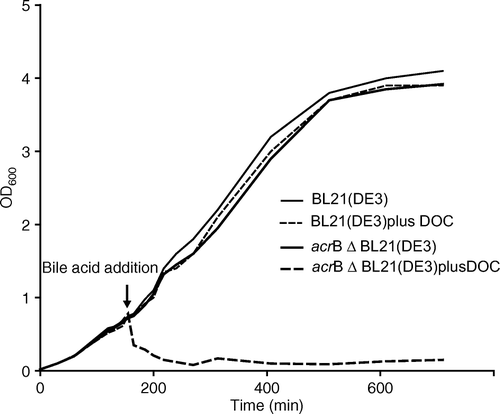 Figure 1.  Comparison of growth of an E. coli wild-type strain with an acrB deletion strain in the presence of deoxycholate (DOC). thin line, BL21(DE3) in absence of bile acid; thin dashed line, BL21(DE3) with 5 mM addition of deoxycholate; thick line, BL21(DE3)ΔacrB::KmR in absence of bile acid, thick dashed-line, BL21(DE3)ΔacrB::KmR with 5 mM addition of deoxycholate.