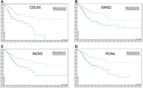 Figure 9 Overall survival analysis of hub genes using the Human Protein Atlas database (https://www.proteinatlas.org/). The association between the expression levels of CDC45 (A), GINS2 (B), MCM2 (C) and PCNA (D) and overall survival of the patients with cervical cancer was analysed by using the Human Protein Atlas database.