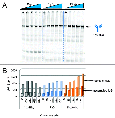 Figure 3. Validation of chaperone positive effectors. Purified Skp, SlyD, or FkpA were added into 100 μl IgG OCFS reactions containing 13 μM DsbC. (B) The soluble protein produced was measured by TCA-precipitating 14C-counts in the soluble fraction of the sample. (A and B) The assembled IgG was measured as the proportion of soluble proteins that migrated at 150 kDa in a non-reducing SDS-PAGE gel.