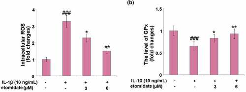 Figure 2. Etomidate ameliorates IL-1β-induced oxidative stress. Cells were incubated with IL-1β (10 ng/mL) in the presence or absence of 3 and 6 μM etomidate for 24 hours. (a). Intracellular ROS; (b). The level of GPx (###P < 0.005 vs. vehicle group; *, **P < 0.05, 0.01 vs. IL-1β group).