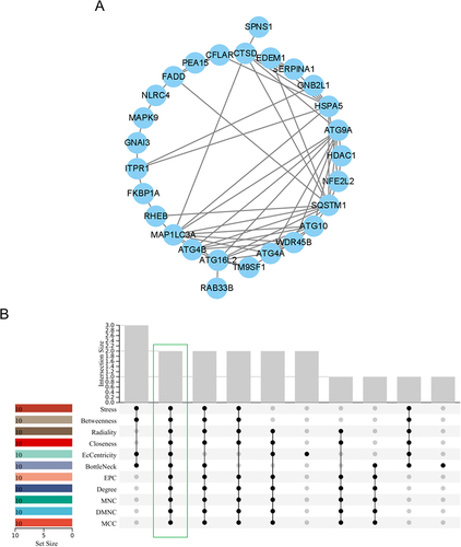 Figure 3 Identification of core DEARGs by PPI network analysis. (A) Protein-protein interaction networks of the 29 DEARGs. (B) Intersection diagram of top 10 genes based on 11 topological algorithms. Green outlined section indicates core genes identified through the use of 11 algorithms.