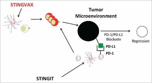 Figure 1. CDN can STING the tumor microenvironment to induce regression when combined with PD-1:PD-L1 Blockade. STINGVAX can prime tumor specific T-cells at site of vaccine injection DLN. Alternatively, STING agonist intratumorally (STINGIT) can reverse toleragenic APC in the TME to prime T-cells. With increased TIL that express IFNg, tumor PD-L1 can potentially be induced to enhance the efficacy of PD-1:PD-L1 blocking antibody.