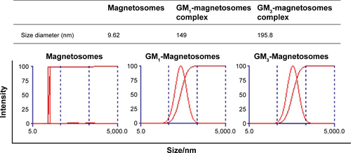 Figure S1 Size distribution of magnetosomes and ganglioside-magnetosome complexes.