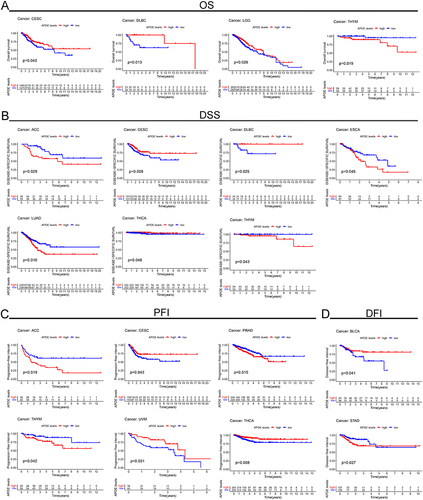 Figure 2 An analysis of Kaplan–Meier survival data showing the correlation between APOE expression levels and survival times. (A) OS for APOE expression in CESC, DLBC, LGG, and THYM. (B) DSS for APOE expression in ACC, CESC, DLBC, ESCA, lung adenocarcinoma (LUAD), THCA, and THYM. (C) PFI for APOE expression in ACC, CESC, PRAD, THYM, UVM, and THCA. (D) DFI for APOE expression in BLCA and STAD.
