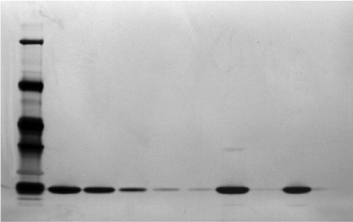 Figure 7 Electrophoresis (reduced SDS-PAGE) silver stained comparing Eurofarma batch P003 and Hoffman-La Roche Ltd batch B2010B02.