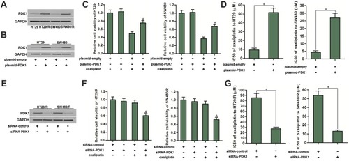 Figure 3 PDK1 partially determined the oxaliplatin sensitivity of CRC. (A) HT29/R and SW480/R cells expressed higher level of PDK1 compared to the HT29 and SW480 cells. (B) Transfection with plasmid-PDK1 increased the expression of PDK1 in HT29 and SW480 cells. (C) Transfection with plasmid-PDK1 decreased the cytotoxicity of oxaliplatin (10 μM) against HT29 and SW480 cells. (D) Transfection with plasmid-PDK1 increased the IC50 of oxaliplatin to HT29 and SW480 cells. (E) Transfection with siRNA-PDK1 decreased the expression of PDK1 in HT29/R and SW480/R cells. (F) Transfection with siRNA-PDK1 increased the cytotoxicity of oxaliplatin (10 μM) against HT29/R and SW480/R cells. (G) Transfection with siRNA-PDK1 decreased the IC50 of oxaliplatin to HT29/R and SW480/R cells.Notes: Data were expressed as mean±SD. #P<0.05 vs oxaliplatin+plasmid-empty, &P<0.05 vs oxaliplatin+siRNA-control, *P<0.05.Abbreviations: CRC, colorectal cancer; LDH, dehydrogenase; IC50, half maximal inhibitory concentration; siRNA, small interfering RNA; PDK1, pyruvate dehydrogenase kinase 1.