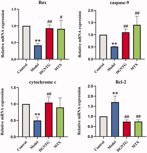 Figure 3. The effect of DGNTG on the mRNA levels of mitochondrial apoptosis-related genes in the synovial tissue of AA rats. Data are presented as the means ± SD. n = 3. *p < 0.05 and **p < 0.01 vs. control group, #p < 0.05 and ##p < 0.01 vs. model group.