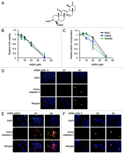 Figure 1. AKBA exerts anticancer effects in CRC cell lines. (A) The molecular structure of AKBA. (B) AKBA treatment inhibits cell viability in RKO, SW48 and SW480 cells using a MTT assay. (C) AKBA reduces proliferation of CRC cells in a BrdU assay. AKBA induces apoptosis in RKO (D), SW48 (E) and SW480 (F) cells in an immunofluorescence staining assay that uses an anti-active caspase-3 antibody. Data are represented as mean ± standard error of mean (SEM) from three independent experiments.