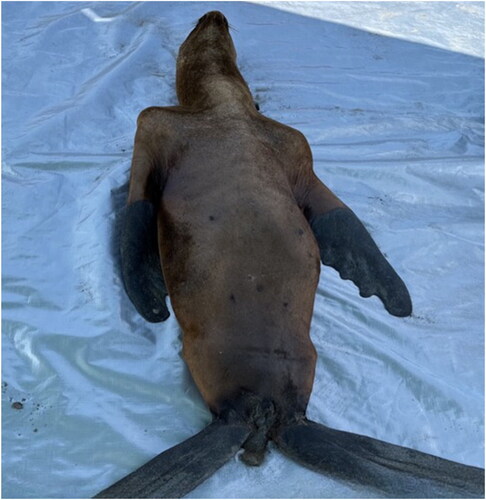 Figure 5. The Otaria flavescens (South American sea lion) adult female necropsied. The animal tested positive for the HPAI H5N1 virus. The SA sea lion displayed a prominent wasting syndrome, characterized by inadequate body condition and muscular weakness, with notably pronounced ribs reflecting its poor physical state.