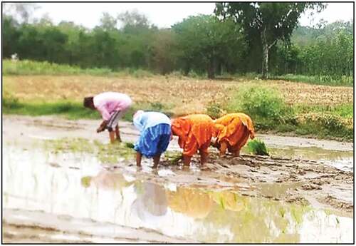 Figure 3. A view of farmer’s practice of paddy rice transplanting.