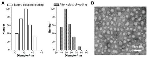 Figure 2 Average diameter of micelles before and after celastrol loading and transmission electron microscopy images of celastrol-loaded micelles. The particle size of nanopolymeric micelles was measured by dynamic light scattering. (A) Dynamic light scattering histogram reveals the size distribution of 48 nm celastrol polymeric micelles based on a poly(ethylene glycol)-block-poly(ɛ-caprolactone) copolymer (mean diameter: 36 nm). The celastrol nanoparticles were characterized using transmission electron microscopy. (B) Transmission electron microscopy image of the micelle sample after negative staining with 2% uranyl acetate solution shows their spherical shape.