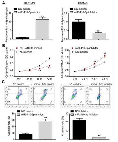 Figure 2 MiR-410-3p inhibits glioma cell proliferation and accelerates apoptosis. (A) Transfection efficiency was evaluated by qRT-PCR analysis. (B) Cell proliferation was determined by MTT assays after transfection of miR-410-3p mimics or miR-410-3p inhibitor. (C) Cell apoptosis was assessed by FCM analysis after transfection of miR-410-3p mimics or miR-410-3p inhibitor. **P<0.01.Abbreviations: FCM, flow cytometry; NC, negative control; qRT-PCR, quantitative real-time polymerase chain reaction.
