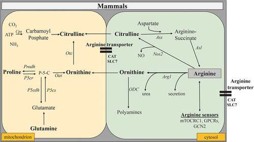 Figure 1. Anabolic and catabolic pathways of L-arg metabolism in mammalian cells. The key enzymatic pathways for the degradation of L-arg in mammals are Arg1 and Nos2. Both are cytosolic enzymes that utilize L-arg as substrate. While Nos2 catalyzes the formation of NO and citrulline from L-arg, Arg1 converts L-arg into ornithine and urea. Once transported into mitochondria, the ornithine transcarbamylase (Otc) converts ornithine into citrulline. The ornithine aminotransferase (Oat), another mitochondrial enzyme, can build ornithine from glutamate and proline in the gut, whereas in other tissues, conversely, glutamate and proline are the products of this enzymatic reaction. Conversely, the combined action of the cytosolic enzymes argininosuccinate synthetase (Ass) and argininosuccinate lyase (Asl) convert citrulline again into L-arg.