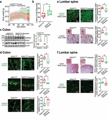 Figure 5. Butyrate treatment led to reduced human-SOD1G93A aggregation, and enhanced ENS and muscle function in intestine and neurons of SOD1G93A mice. (a) Body weight changes of SOD1G93A mice after butyrate treatment. Male or female SOD1G93A mice were treated with or without 2% butyrate in the drinking water starting from 63 days (2.1 months) to 101 days (3.4 months). Butyrate treated SOD1G93A mice started to show less weight loss from the age of 83 days (1.4 months), compared to the no-treatment SOD1G93A mice. Each data point represents the average body weight. (Data are expressed as mean ± SD. n = 6–10, two-way ANOVA test, *P < .05). (b) SOD1G93A mice with butyrate treatment showed a significantly increased rotarod test time. At age 14–15 weeks, the mice were subjected to the trial on the accelerating spindle (4 to 40 rpm) for 300 seconds. Latency to fall was recorded when the mouse fell from the rod. Each mouse was tested in 4 trials per day for 2 consecutive days. The mean times for 8 trials of the tests were calculated for each mouse. (Data are expressed as mean ± SD. n = 6–10, Welch’s t-test, *P < .05). (c) Butyrate treatment led to increased SMMHC and decreased GFAP expression in SOD1G93A mice. (Data are expressed as mean ± SD. n = 4, student t-test, **P < .01). (d) Reduced human-SOD1G93A aggregation, decreased GFAP expression and enhanced SMMHC expression in intestine of SOD1G93A mice with butyrate treatment. Images are from a single experiment and are representative of 5 mice per group. (Data are expressed as mean ± SD. n = 5, Welch’s t-test, *P < .05). (e) Reduced human-SOD1G93A aggregation in lumbar spine of SOD1G93A mice with butyrate treatment. Images are from a single experiment and are representative of 5 mice per group. (Data are expressed as mean ± SD. n = 5, Welch’s t-test, *P < .05).(f) Decreased GFAP expression in lumbar spine of SOD1G93A mice with butyrate treatment. Images are from a single experiment and are representative of 5 mice per group. (Data are expressed as mean ± SD. n = 5, Welch’s t-test, *P < .05)