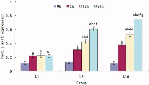 Figure 6. Cav3.1 mRNA expression of the SH-SY5Y cells treated with 1, 5 and 10 mM lidocaine hydrochloride (mean ± sd, n = 6). Comparison among the groups, ap < .05 versus 0 h, bp < .05 versus 1 h, cp < .05 versus 12 h; Comparison in intergroups, dp < .05 versus 1 h of the L1 group, ep < .05 versus 1 h of the L5 group, fp < .05 versus 12 h of the L1 group, gp < .05 versus 12 h of the L5 group.