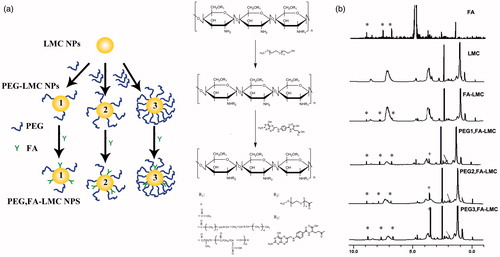 Figure 1. (a) Schematic illustration summarizing the chemical synthesis of FA and PEG grafting onto LMC NPs. (b) 1H NMR spectra of NPs in a mixed solvent of DMSO-d6 and trifluoroacetic acid-d. Peaks marked by asterisk *, plus + and arrow → are assigned to FA (the aromatic C-NH, 1-benzene CH and 2-pyrazine CH), PEG (CH2) and chitosan (acetyl protons), respectively.