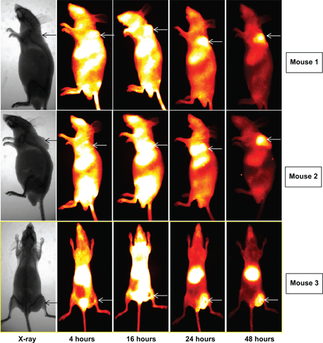 Figure S1 NIRF images of positive group, tumors are indicated by white arrows.Abbreviation: NIRF, near infra-red fluorescence.