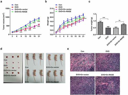 Figure 6. EVO administration suppressed tumor growth and vasculogenesis via RAGE. (a) The tumor volume, (b) mice weight, (c) tumor weight, (d) photos of mice and (e) Hemotoxylin and eosin staining. *p < 0.05, **p < 0.01, ***p < 0.001
