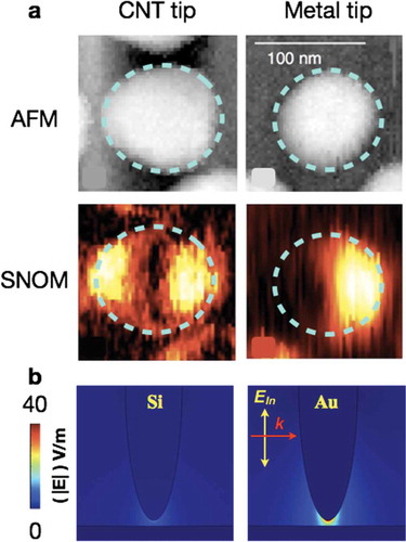 Figure 4. The influence of AFM tip in near-field measurement. (a) Topography and near-field amplitude of a gold nanodisk obtained by carbon nanotube (CNT) tip and Pt-coated Si tip [Citation54]. Scale bar, 100 nm. (b) The numerical simulation of local electric field between AFM tip and substrate. (a) Reproduced with permission [Citation54]. Copyright 2009, American Physical Society.