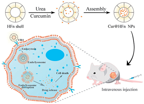 Figure 10 Schematic illustration of Cur@HFn for anticancer therapy. Reproduced with permission from Ji P, Wang X, Yin J, et al. Selective delivery of curcumin to breast cancer cells by self-targeting apoferritin nanocages with pH-responsive and low toxicity. Drug Deliv. 2022;29(1):986–996. Creative Commons.Citation190