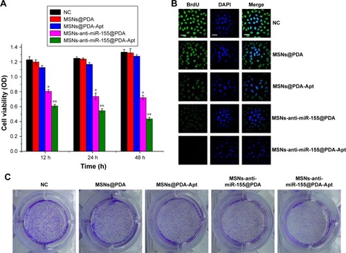 Figure 4 (A) Cytotoxicity of NPs detected by MTT assays. SW480 cells were treated with blank control, MSNs@PDA, MSNs@PDA-Apt, MSNs-anti-miR-155@PDA, and MSNs-anti-miR-155@PDA-Apt for 12, 24, and 48 hours. Data are expressed as mean ± SEM (*P<0.05, **P<0.01). (B) Cell proliferation evaluation by BrdU incorporation assay. SW480 cells were treated for 12 hours (green, BrdU; blue, DAPI), scale bar =10 μm. (C) Clone formation evaluation of MSNs-anti-miR-155@PDA-Apt.Abbreviations: OD, optical density; NC, negative control; MSNs, mesoporous silica nanoparticles; PDA, polymerized dopamine; Apt, aptamer; BrdU, 5′-bromo-2′-deoxyuridine; DAPI, 4′,6-diamidino-2-phenylindole; MTT, 3-(4,5-dimethylthiazol-2-yl)-2,5-diphenyltetrazolium bromide; SEM, standard error of mean; miR-155, MicroRNA-155.