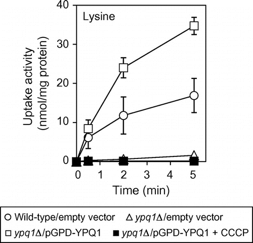 Fig. 3. Ypq1p-dependent lysine uptake by vacuolar membrane vesicles.Notes: Vacuolar membrane vesicles isolated from ypq1∆ cells carrying pGPD-YPQ1 were treated with 10 μM CCCP for 10 min at 25 °C before addition of 0.5 mM ATP and assayed for ATP-dependent uptake of lysine as in Fig. 2(A) (closed squares). As control, vesicles isolated from wild-type cells carrying empty vector (open circles) and ypq1Δcells carrying empty vector (open triangles) or pGPD-YPQ1 (open squares) were treated with vehicle (ethanol) and assayed for lysine uptake.