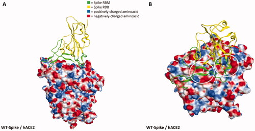 Figure 6. Representation of the interaction between WT-Spike receptor-binding domain (RBD) and hACE2 (coming from PDB code: 6M0JCitation58). The Spike RBD is coloured in yellow, while the receptor-binding motif (RBM) is coloured in green. The hACE2 surface is coloured according to the electrostatic properties of underlying residues (blue, positively-charged regions, red, negatively-charged regions, white, neutral regions). Panel A offers a lateral view of the complex, while panel B focuses the attention on a top-lateral perspective. As can be seen from panel B, the hACE2 regions in contact with Spike-RBM are prevalently negatively-charged (red color): concerning this, for visualisation purposes, the most extended negative regions at the Spike-hACE2 interface have also been highlighted with grey circles.