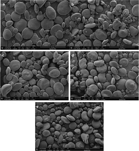 Figure 1. Scanning electron microscopy images of green wheat starch granules: a-e. green wheat starch Ⅰ-Ⅴ
