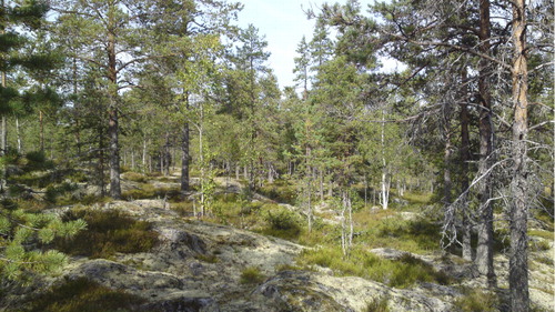 Figure 3. Rock outcrop.